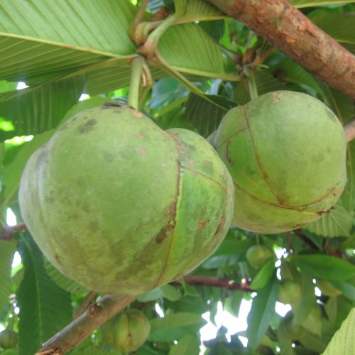 Elephant_Apple_-_മലമ്പുന്ന_03