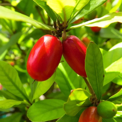 Miracle-fruit-plant-drupes