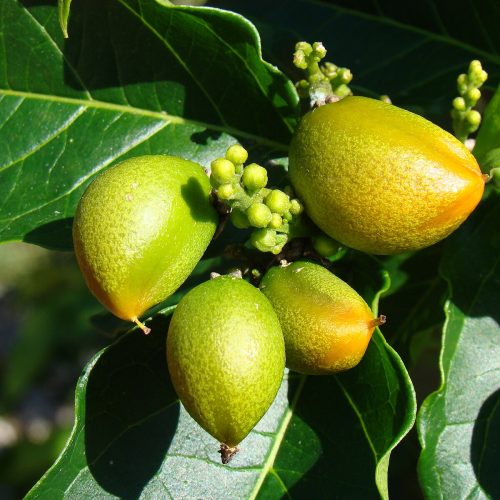 PeanutButterFruit2_ECHO_Asit