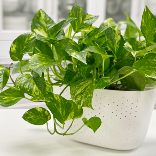 Pothos-Golden-Pothos-plant-800-great-coloring