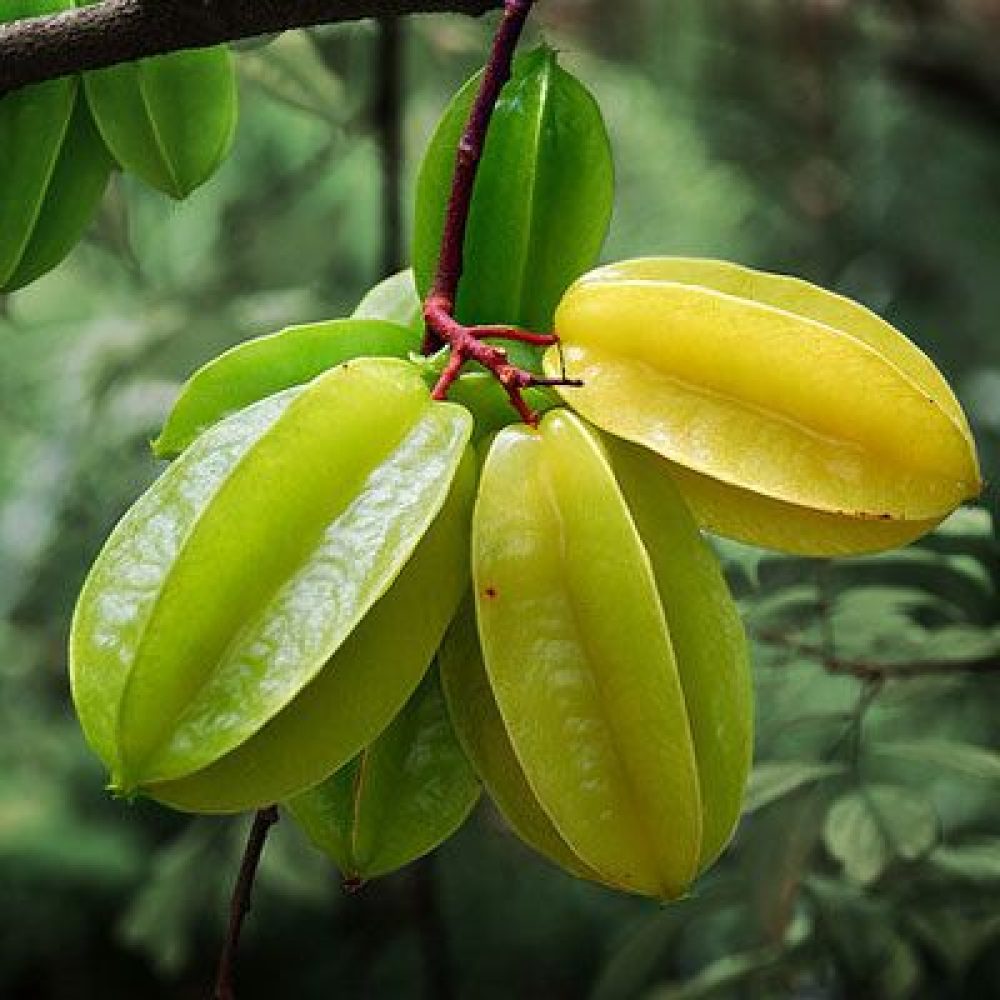 The starfruit, or carambola, is especially fun to…