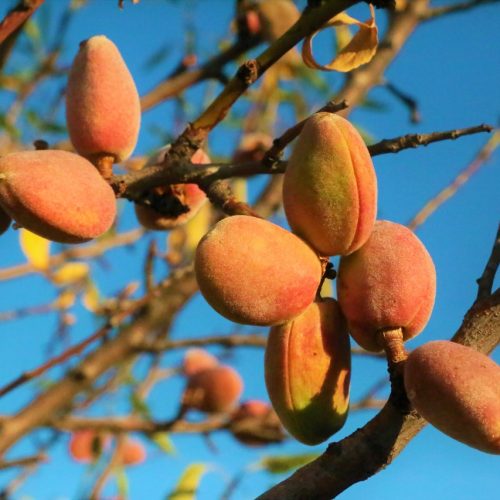 almond-5530630_1280