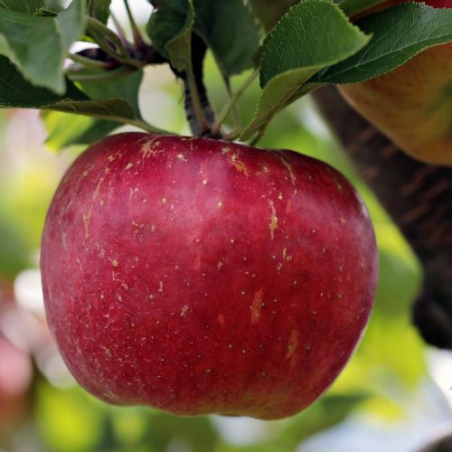 apple-2788616_1280