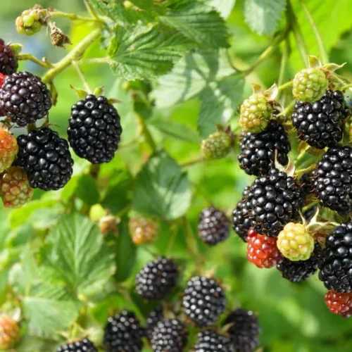 blackberries-blackberry-fruit-aggregate-drupelets-flower-carpels
