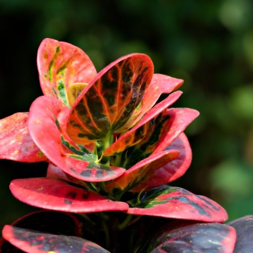 croton-8231709_1280