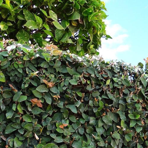 ficus-pumila-266584_1280
