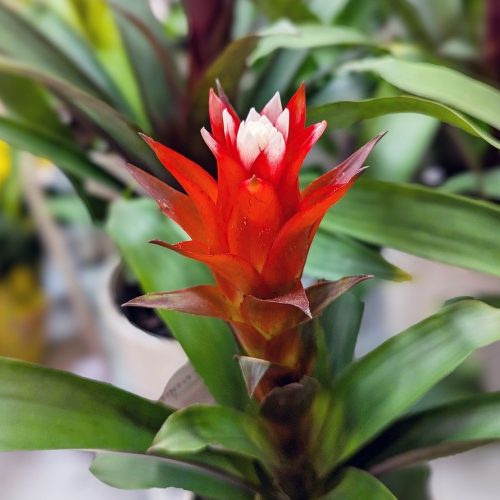 bromeliad plant, blossom, flora, plant, indoors, bloom, gardening, room, nature, display, store, gift