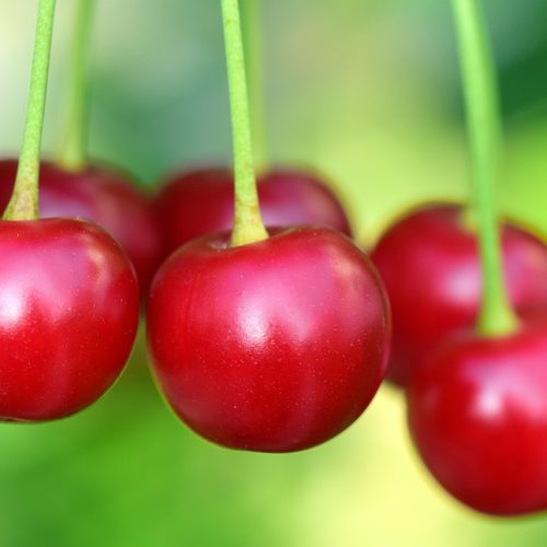 cherries, fruit, food, bio, fresh, harvest, healthy, products, berry, red, ripe, vitamins, spring, cherry red, nature, cherry tree, branch, cherries, cherries, cherries, cherries, cherries, fruit, fruit, fruit, cherry tree