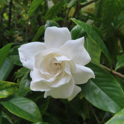 gardenia-5097886_1280