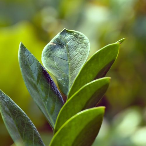 zamioculcas zamiifolia, beautiful wallpaper, zz plant, zamioculcas, leaves, wallpaper hd, nature background, 4k wallpaper, plant, 4k wallpaper 1920x1080, desktop backgrounds, hd wallpaper, free background, green, flora, laptop wallpaper, wallpaper 4k, nature wallpaper, nature, windows wallpaper, mac wallpaper, free wallpaper, cool backgrounds, floral background, close-up, macro, full hd wallpaper, bokeh, beautiful nature, wallpaper
