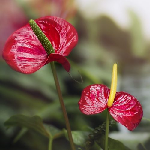 flower, anthurium, flower wallpaper, garden, beautiful flowers, plant, floral, flower background, leaves, nature, bloom, blossom, nikon, macro