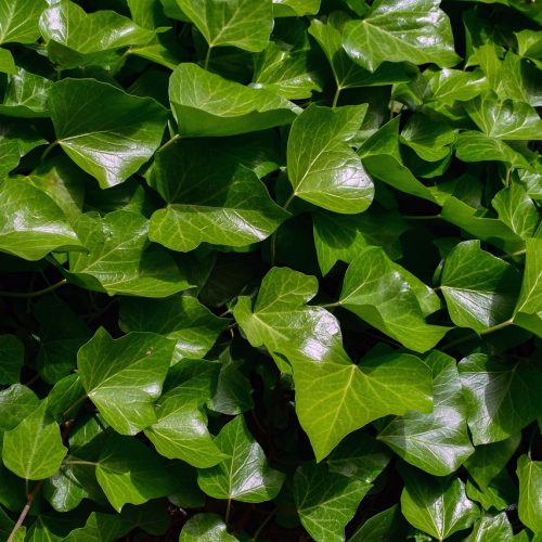 ivy-4230809_1280