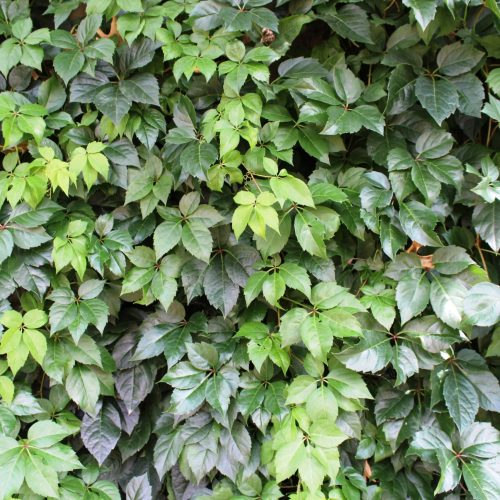 leaves-nature-grape-plant-leaf-groundcover-1450363-pxhere.com