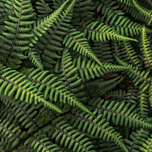 leaves-plant-green-e2118260bd36de2b6a1832a540587932