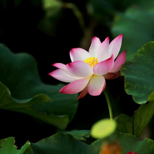 Close-up of a radiant pink lotus flower blooming amidst lush green leaves in a tranquil pond.