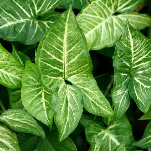 Green arrowhead plant leaves displaying lush foliage and detailed veining.