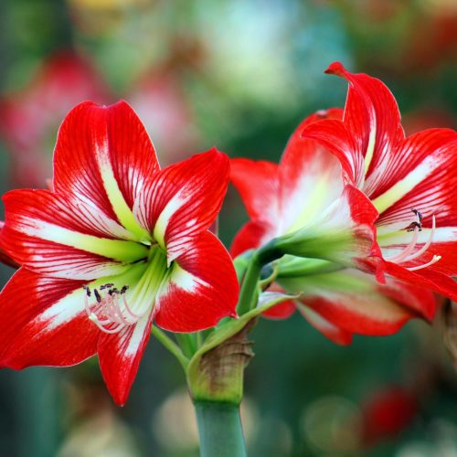 Stunning red and white amaryllis flowers in full bloom, capturing nature's beauty outdoors.