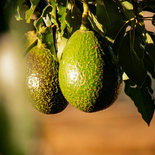 pexels-proudlyswazi-32628573