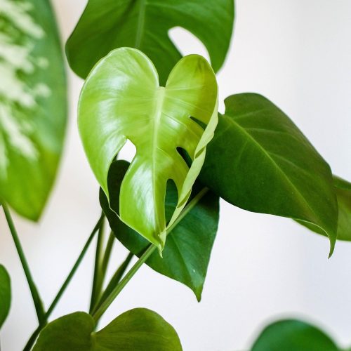plant-4427146_1280