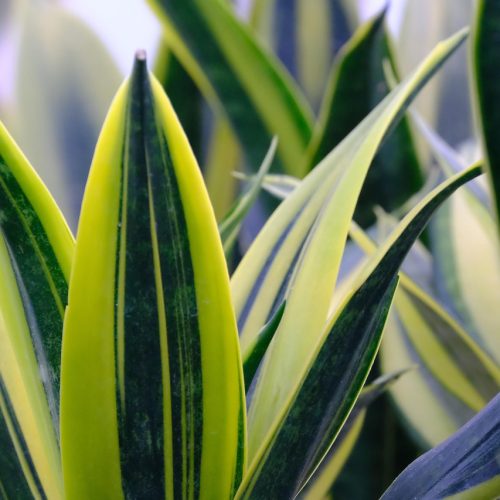 sansevieria-7385720_1280