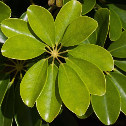 schefflera-heptaphylla-572501_1280